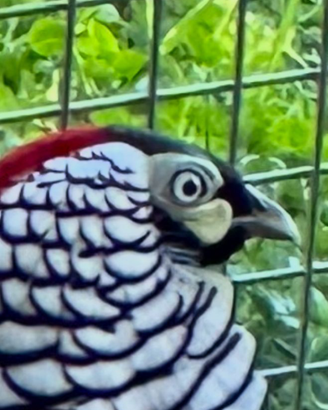 Fagiani Lady Hamrest