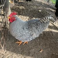 Galli Amrocks e Australorp