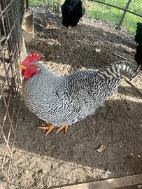 Galli Amrocks e Australorp