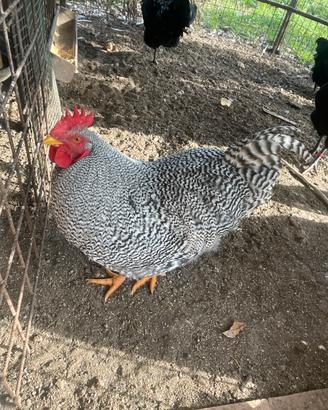 Galli Amrocks e Australorp