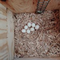 Pulli di parrocchetti dal collare