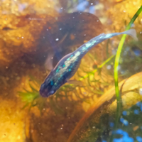 Medaka zaffiro pesce da laghetto mini pond