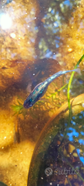Medaka zaffiro pesce da laghetto mini pond