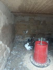 Disponibili colombi