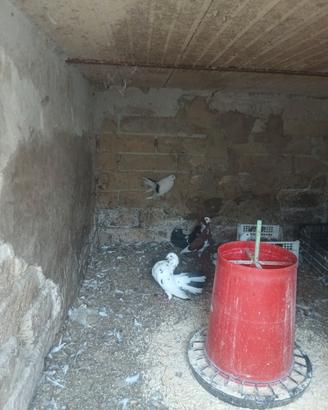 Disponibili colombi