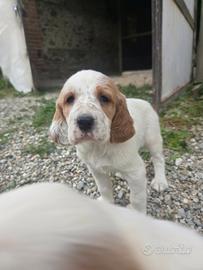Cuccioli Setter Inglese