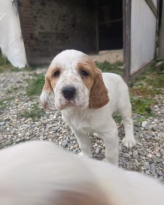 Cuccioli Setter Inglese