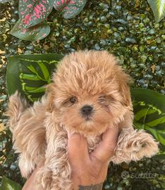 Maltipoo coreani