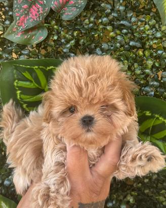 Maltipoo coreani