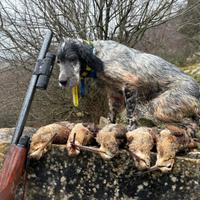Setter inglese