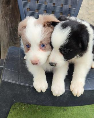 Cuccioli Border Collie