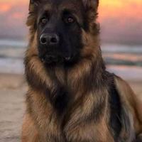 Pastore tedesco per monta