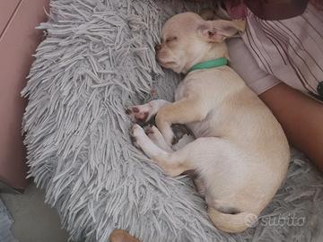 Chihuahua