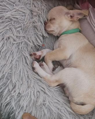 Chihuahua