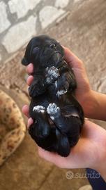 Cuccioli di Shih tzu