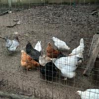 Galline