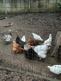 Galline