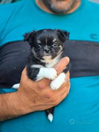 Chihuahua maschietto strepitoso pedigree ENCI