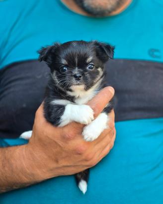 Chihuahua maschietto strepitoso pedigree ENCI