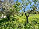 ter-agricolo-a-alghero