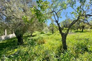 TER. AGRICOLO A ALGHERO
