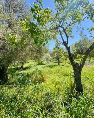 TER. AGRICOLO A ALGHERO