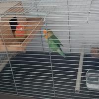 Coppia di Inseparabile