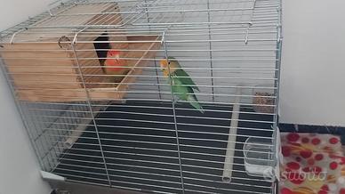 Coppia di Inseparabile