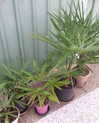 Palme in vaso