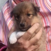 Cuccioli shetland