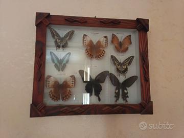 Quadro bacheca entomologica con collezione farfall