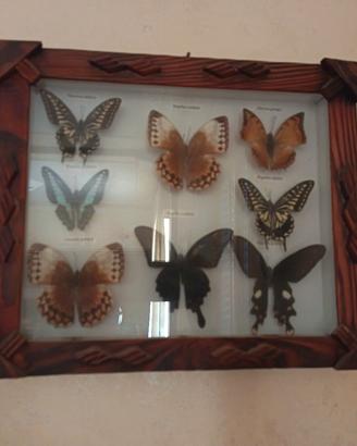 Quadro bacheca entomologica con collezione farfall