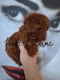 Barboncino mini toy red