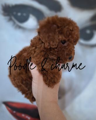 Barboncino mini toy red