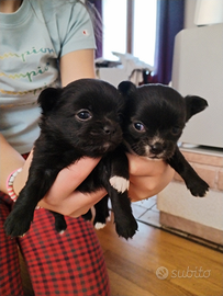 Vendita cagnoline