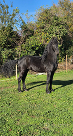 Castrone frisone 8 anni