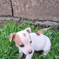 Cucciolo Jack Russel, maschio a zampa corta