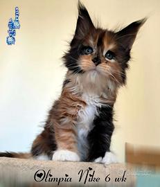 Meravigliosi cuccioli razza maine coon