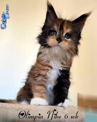 Meravigliosi cuccioli razza maine coon