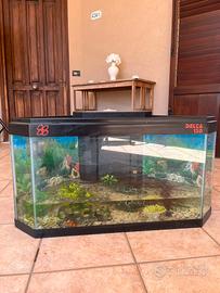 Acquario