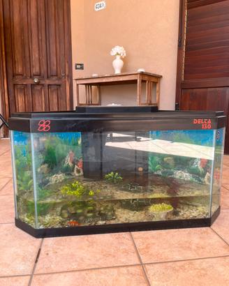 Acquario