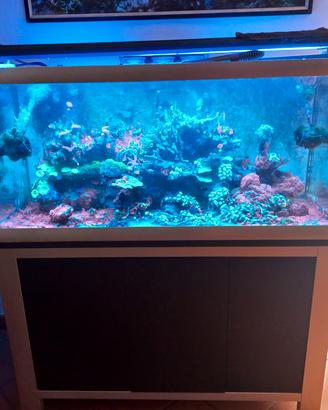 acquario marino completo 