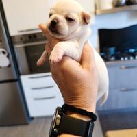 Chihuahua toy femmine