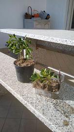 🌲Piantine di evonimo