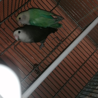 Coppia inseparabile