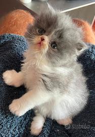 Cucciolo persiano