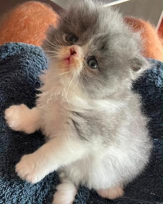 Cucciolo persiano