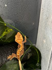 Piccoli di Correlophus ciliatus