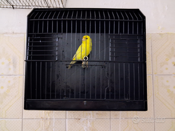 Disponibili coppia di canarini gialli