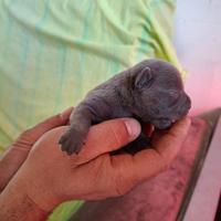 Staffordshire bull terrier